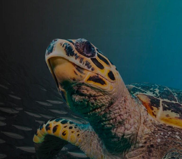 Streamlining Guy Harvey’s B2B Operations